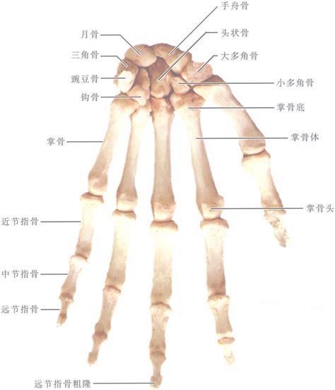 手骨粗意思|指骨